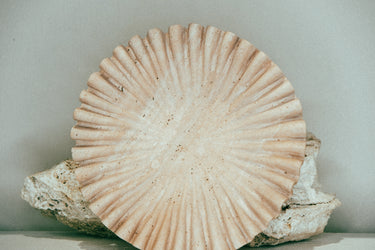 Stèle Oyster Catchall - Stèle