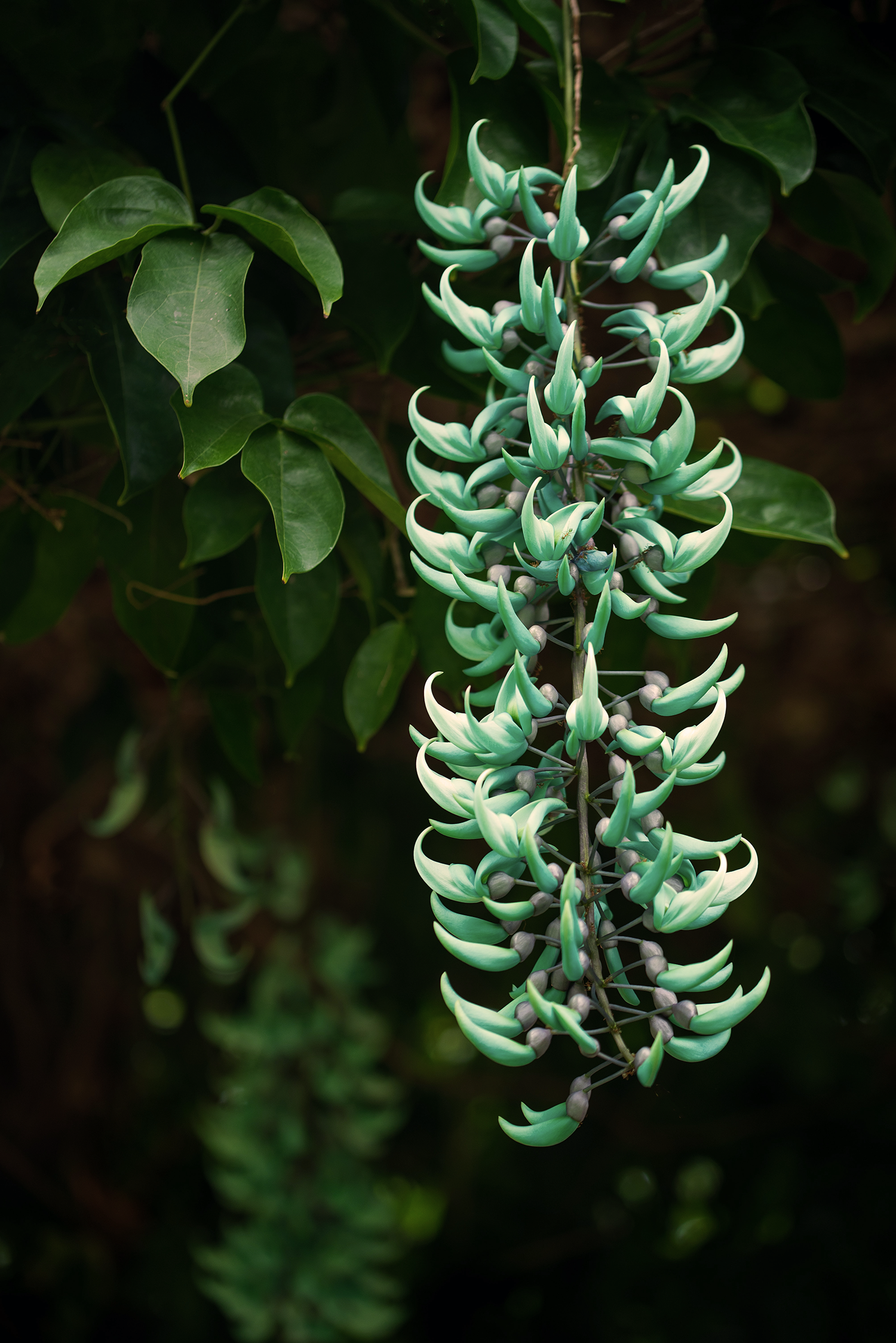 Régime des Fleurs Jade Vines Eau de Parfum - Stèle