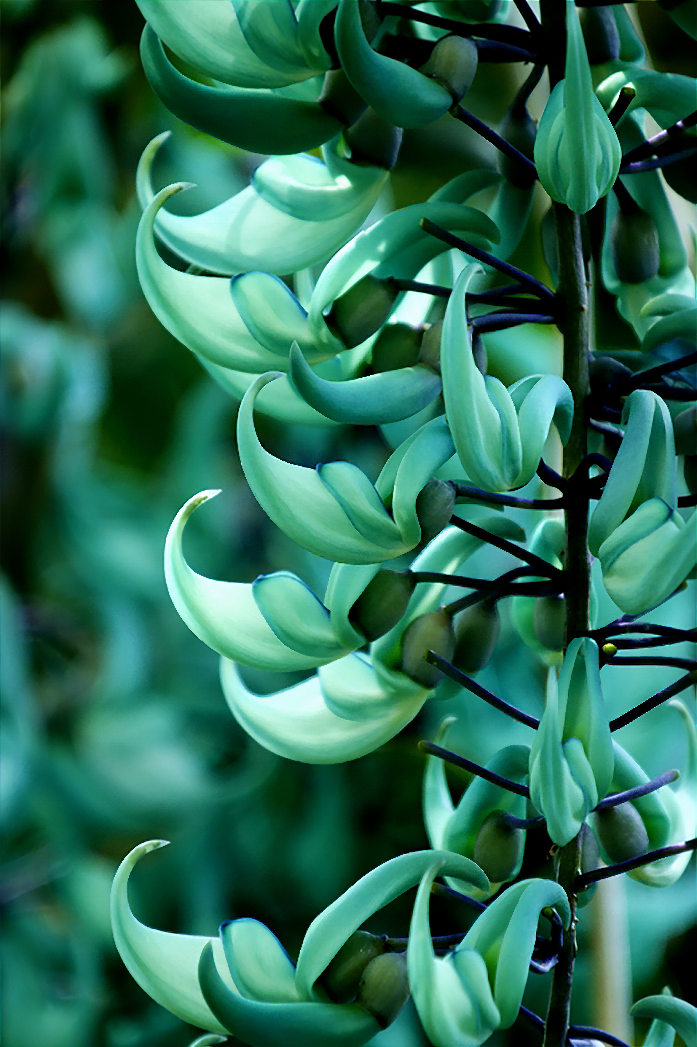 Régime des Fleurs Jade Vines Eau de Parfum - Stèle