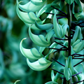 Régime des Fleurs Jade Vines Eau de Parfum - Stèle