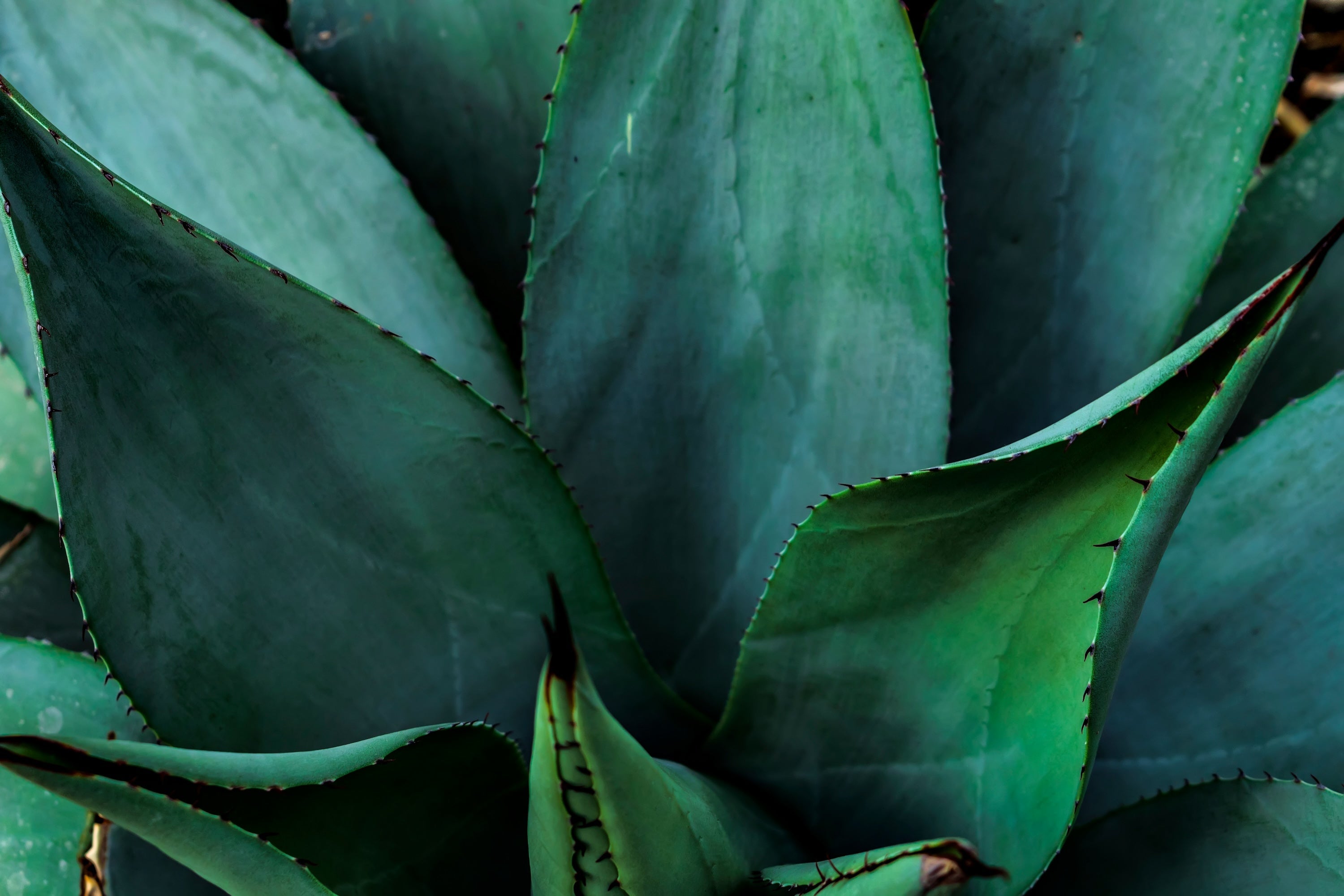 Régime des Fleurs Cacti Eau de Parfum - Stèle